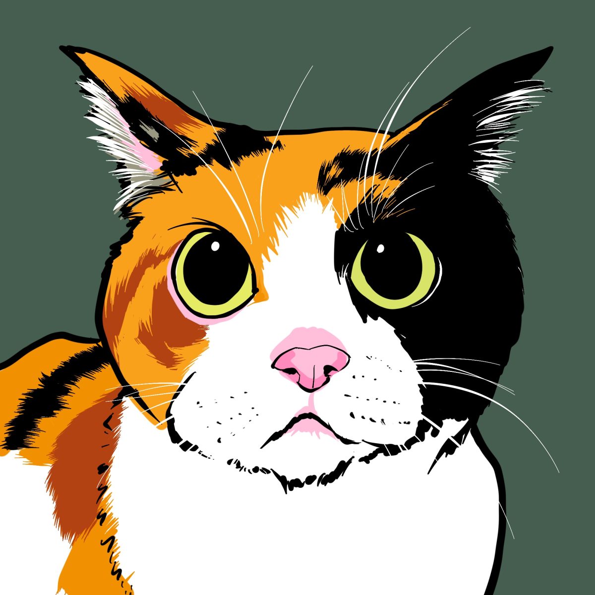 三毛猫